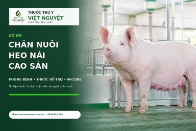 Sổ tay chăn nuôi heo nái cao sản – Phòng bệnh, vaccine và chăm sóc sinh sản