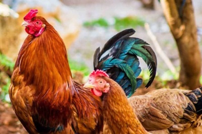 Cách phòng bệnh cầu trùng ở gà hiệu quả