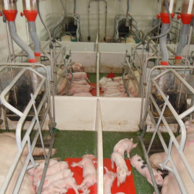 Hệ thống ăn uống tự động Rotecna