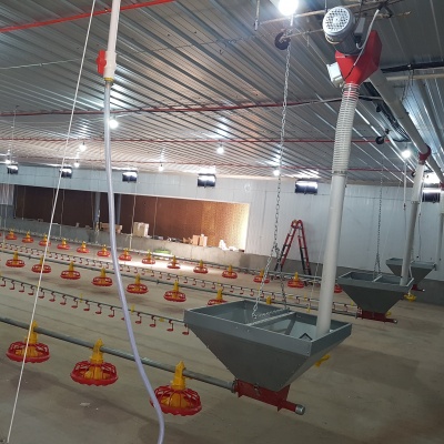 Hệ thống ăn uống tự động cho gia cầm
