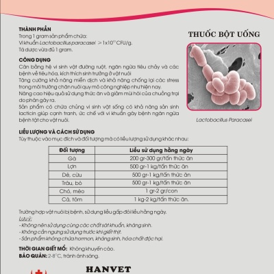 Men vi sinh LactoBacillus Paracasei