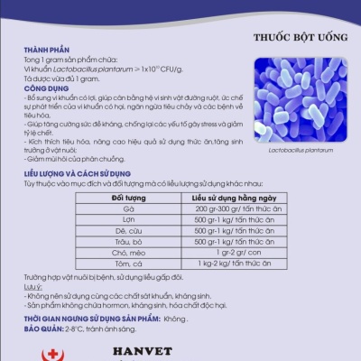 Men vi sinh Lactobacillus plantarum
