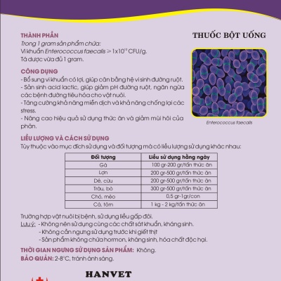 Men vi sinh Enterococcus faecalis