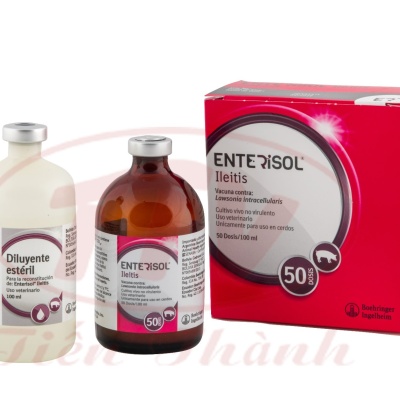 Enterisol Ileitis