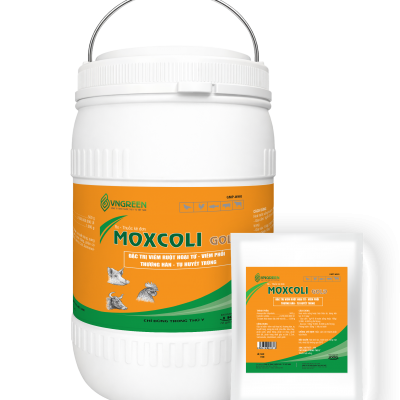 MOXCOLI GOLD