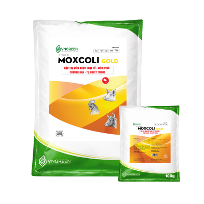 MOXCOLI GOLD