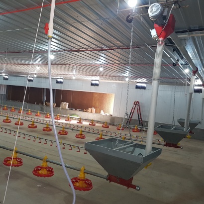 Hệ thống ăn uống tự động cho gia cầm