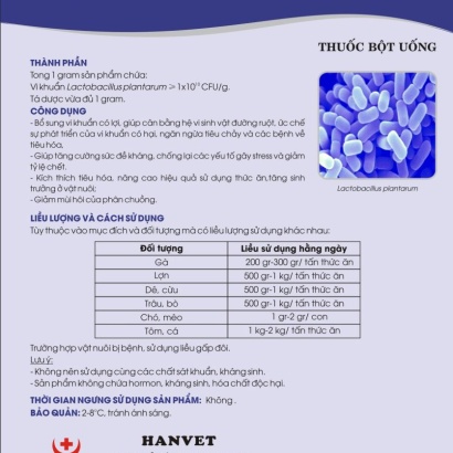 Men vi sinh Lactobacillus plantarum