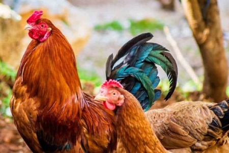 Cách phòng bệnh cầu trùng ở gà hiệu quả